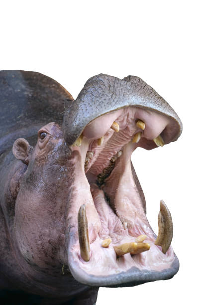 Mouth of Hippopotamus