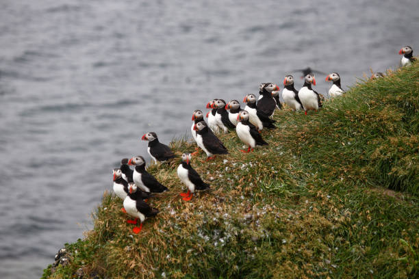 istock Papageitaucher / Atlantic puffin / Fratercula arctica 2205083319