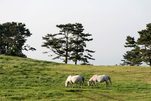 Horse waiting at the Ranch. Exterior of horse ranch in Southern Serbia, Western Balkan.