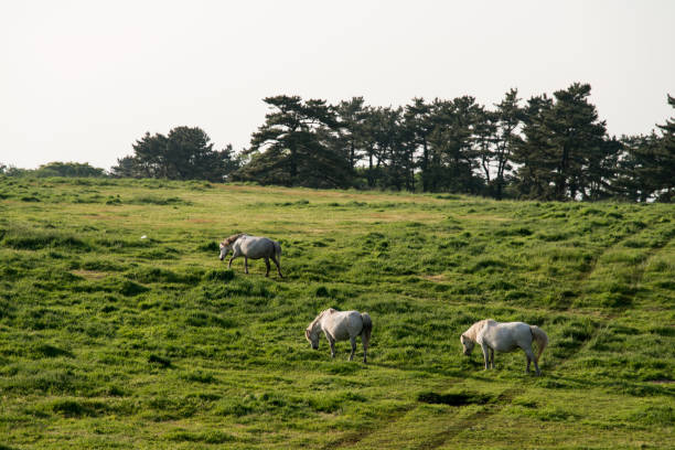 idyllic landscape
