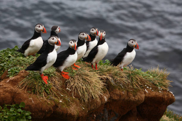istock Papageitaucher / Atlantic puffin / Fratercula arctica 2205083405