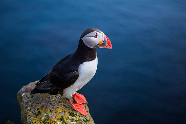 istock Close-up of a puffin 2205083485
