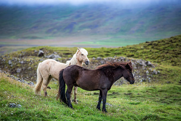 istock Wild Icelandic horses in Iceland 2205083523