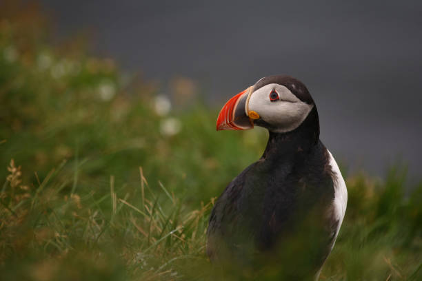 istock Papageitaucher / Atlantic puffin / Fratercula arctica 2205084429