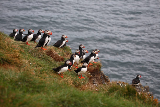 istock Papageitaucher / Atlantic puffin / Fratercula arctica 2205084720