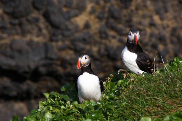 istock Papageitaucher / Atlantic puffin / Fratercula arctica 2205084856