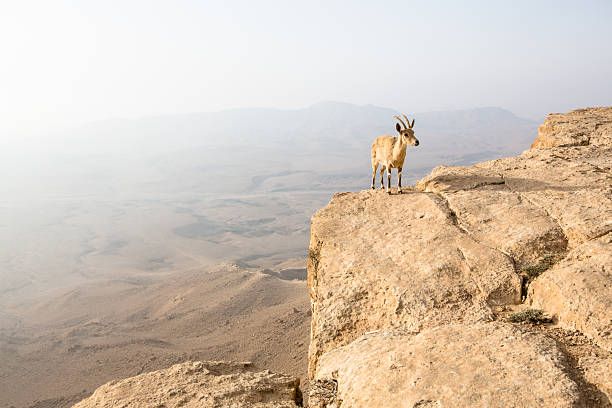 istock Nubian Ibex overlooking Negev Desert, Israel 2205084858