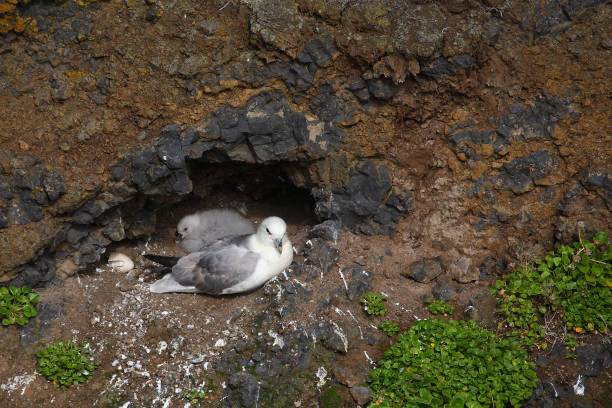istock Eissturmvogel / Northern fulmar / Fulmarus glacialis 2205084910