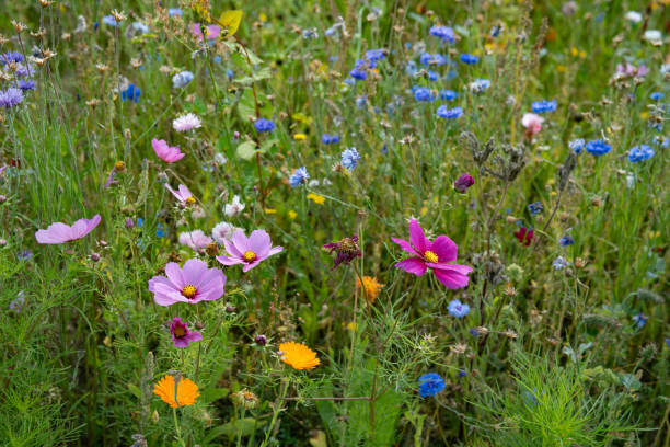 istock Colorful wildflowers on a natur meadow 2205084979