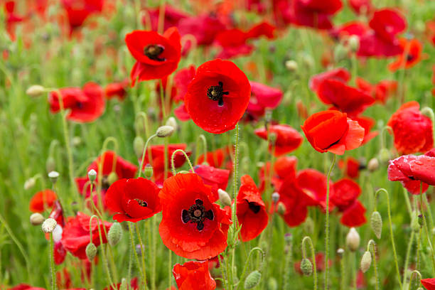 istock close-up poppy flowers 2205085300