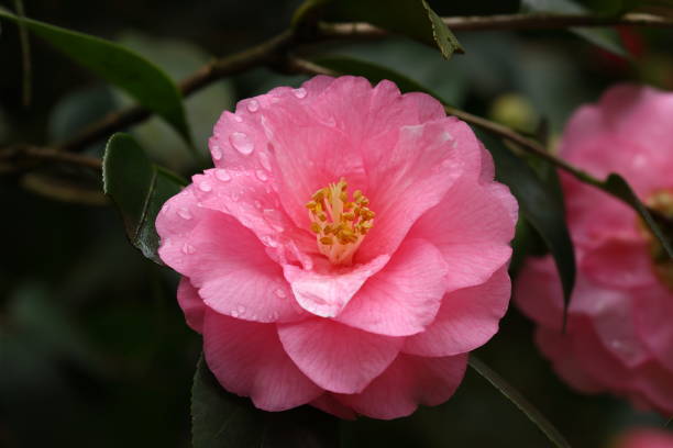 Tender petals of pink rose or Bulgarian rose covered with water drops close up. Beauty of nature background concept.