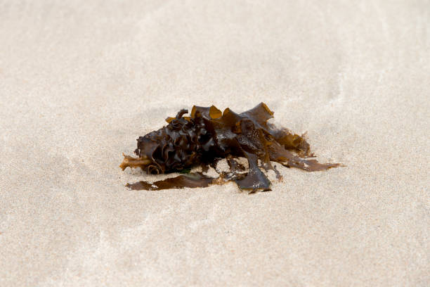 istock seaweed on the sand beach 2205086130
