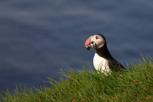istock Papageitaucher / Atlantic puffin / Fratercula arctica 2205086411