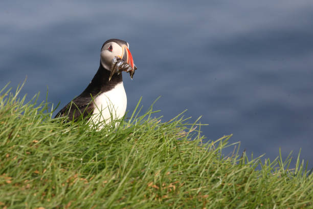 istock Papageitaucher / Atlantic puffin / Fratercula arctica 2205086648
