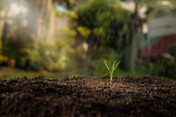 istock Pouring a young seedling plant from a watering can. 2205086714