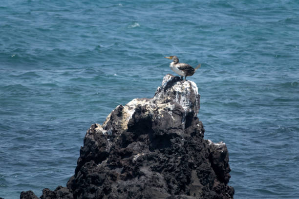 wildlife