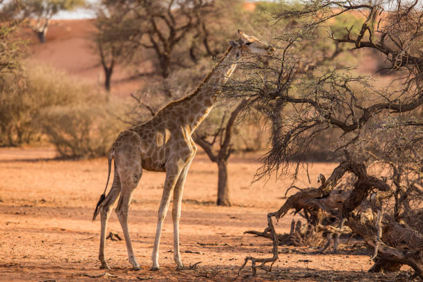 A giraffe eating leaves off a tree in the red Kalahari desert in Namibia
