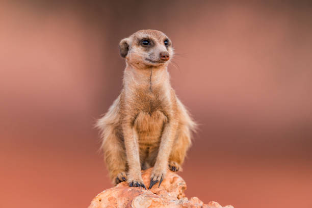 A photo of an African Meerkat at sunset
