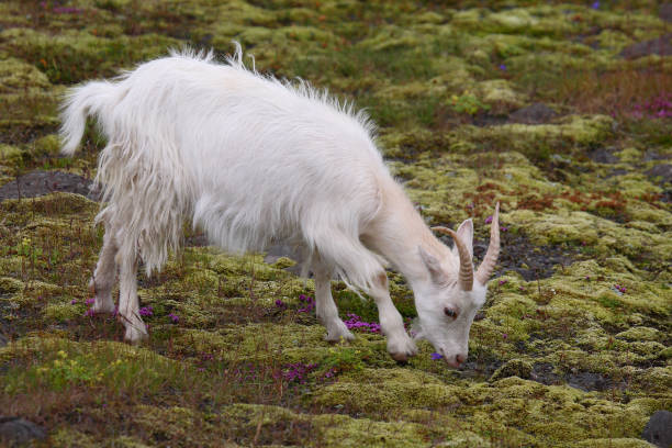 istock Islandziege / Icelandic goat / Capra hircus 2205087355