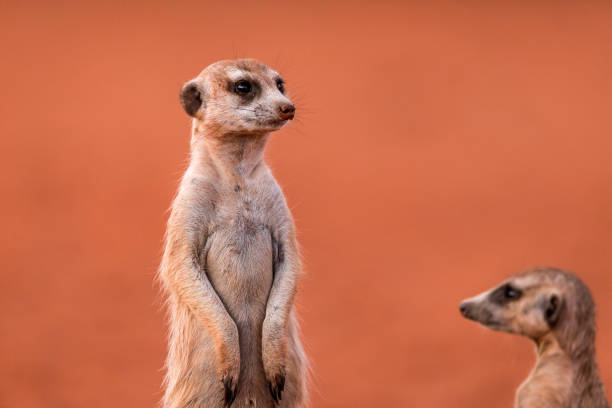 istock Two meerkats on the lookout 2205087379
