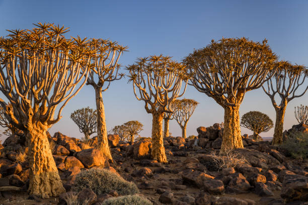 Quiver tree forest of Keetmanshoop in Namibia at sunset