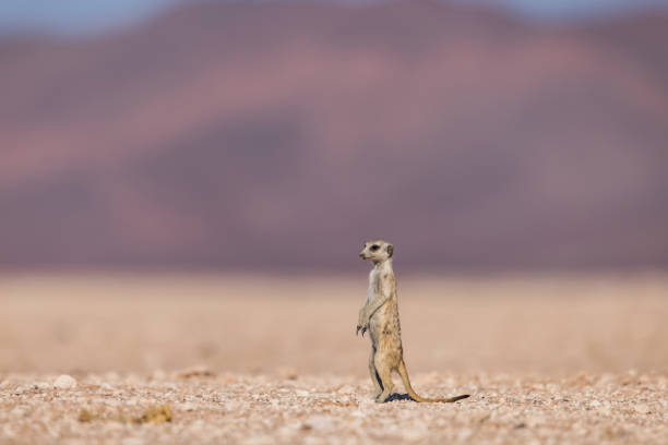 Meerkat in the Namib desert
