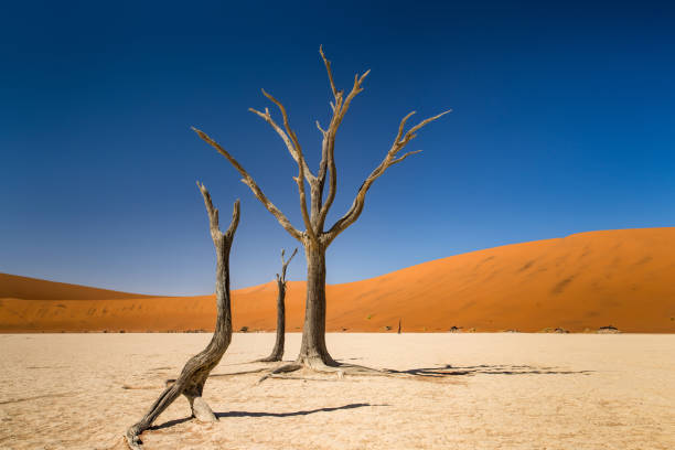istock Petrified trees in the Deadvlei valley of Namibia 2205088158