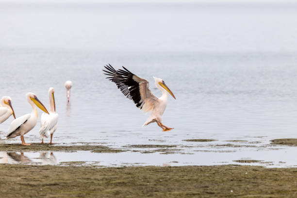 istock Pelican landing in a lagoon, Namibia 2205088294