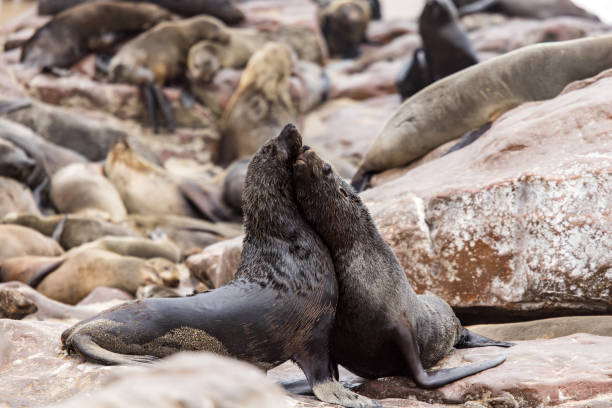 Two male cape fur seals fithing on the beach at the Cape Cross Seal Reserve in Namibia