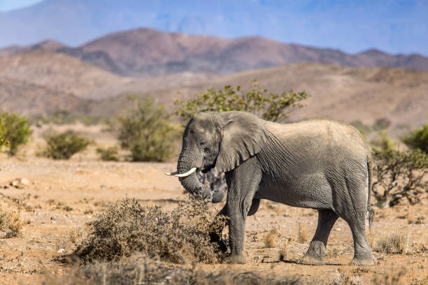 A desert elephant eating shrubs in the dry plains of Twyfelfontein, Namibia
