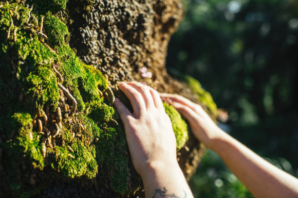 istock A woman's hands touching a tree and connecting with nature 2205089081