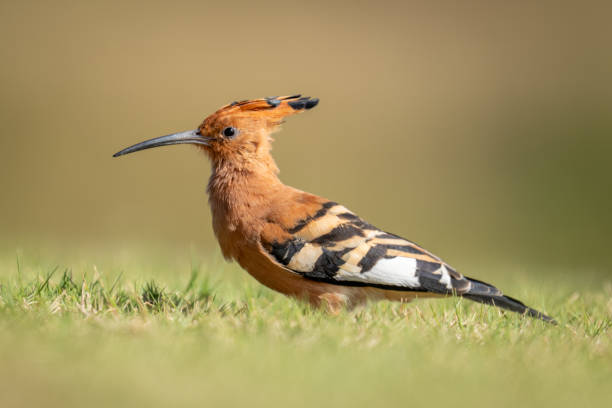 istock African hoopoe on grass lawn in profile 2205089692