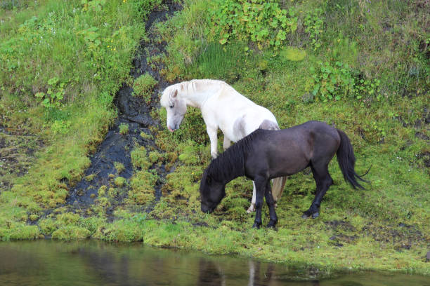 Islandpferd / Icelandic horse / Equus ferus caballus