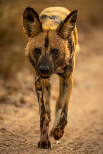 istock African wild dog walks along sandy track 2205089849