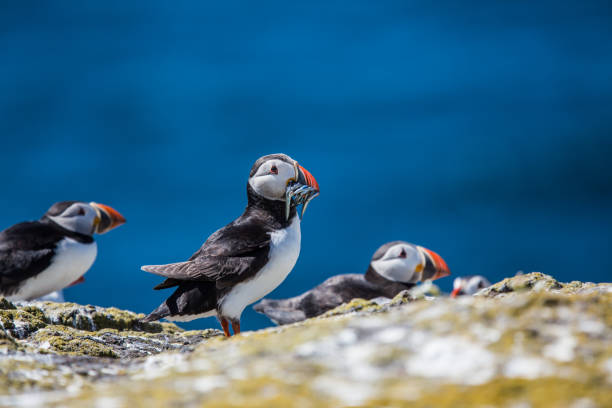 istock Puffin with fish in its mouth 2205089918