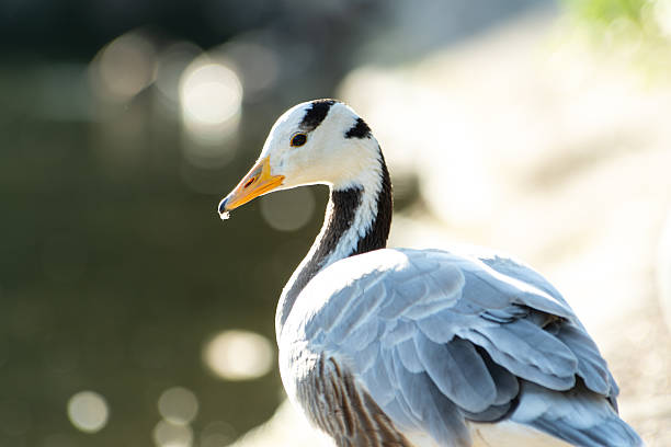 A bar-headed goose (Anser indicus) rests near the water in the Bois de Boulogne, Paris. Recognizable by its distinctive black head markings, this migratory species thrives in urban green spaces, adding an exotic touch to the local wildlife.