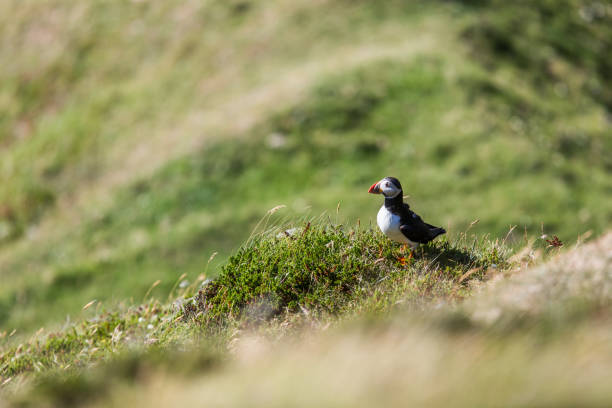 istock Puffin on the coast in Scotland 2205090007