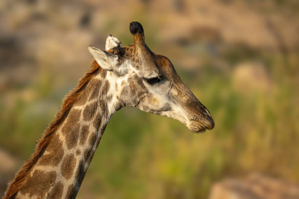 istock Close-up of southern giraffe standing looking down 2205090124