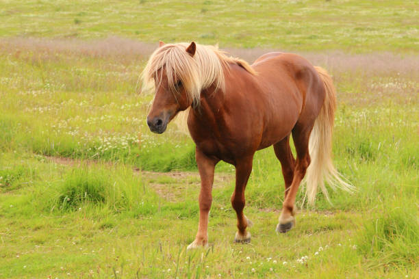 istock Islandpferd / Icelandic horse / Equus ferus caballus 2205090168