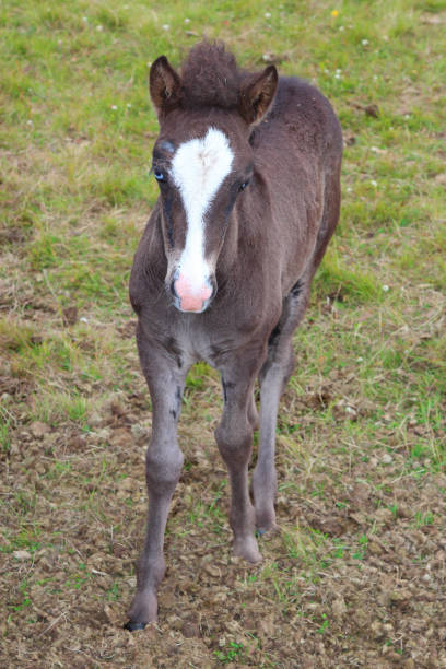 istock Islandpferd / Icelandic horse / Equus ferus caballus 2205090178