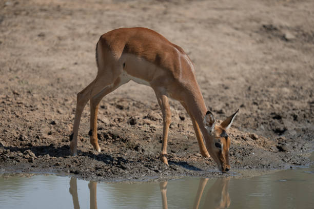 istock Female impala stands drinking from muddy waterhole 2205090196