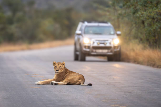 istock Lioness lies on road blocking approaching vehicle 2205090242