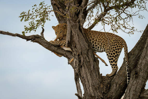 istock Male leopard stands in tree holding impala 2205090289