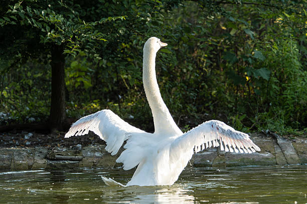 A juvenile mute swan (Cygnus olor) flaps its wings energetically in the Bois de Boulogne, Paris. With its soft, developing plumage and growing strength, the swan showcases its progress as it prepares for adulthood, adding to the charm of urban wildlife in the park.