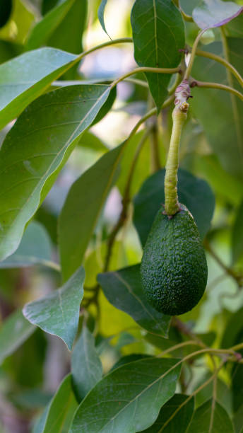 istock Avocado fruit grows close up on tree. Concept of growing exotic edible plants. Vertical image 2205092296
