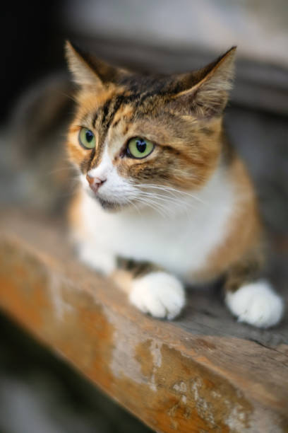istock Cute cat outdoors 2205094038