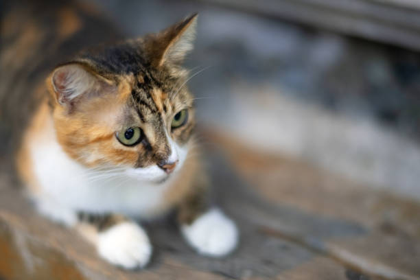 Cute cat outdoors
