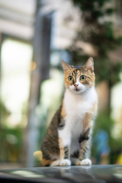 Cute cat outdoors