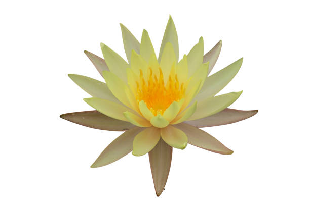 Yellow Lotus flower isolated on white background with clipping path.