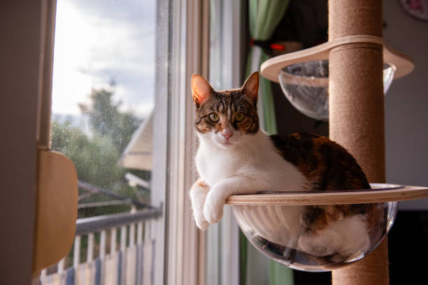 istock Cat Relaxing in a Transparent Bubble Perch by the Window 2205095565